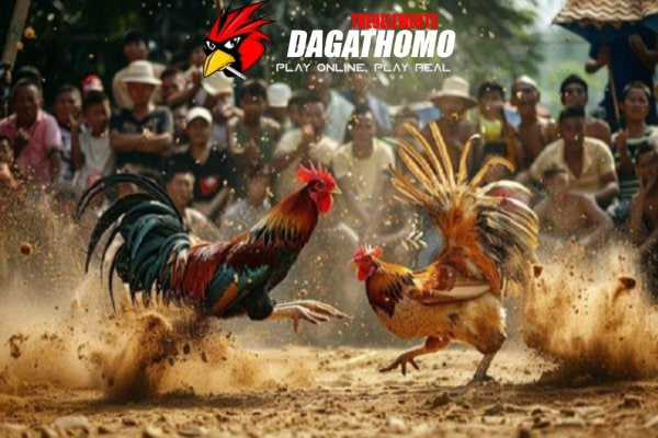 Nhiều kèo gà thomo hấp dẫn