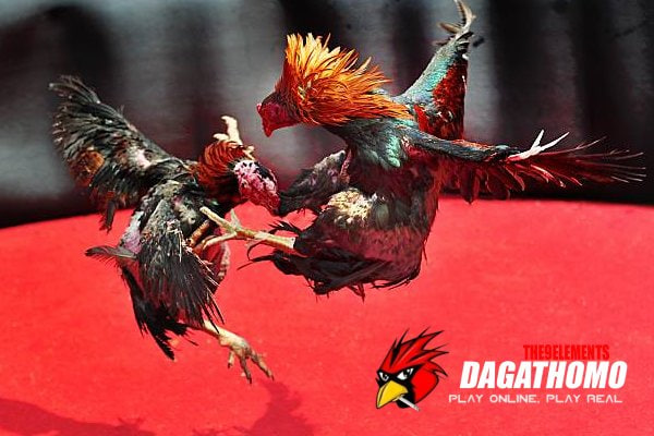 Xem đá gà thomo trực tuyến hấp dẫn